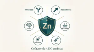 Infografía del zinc (Zn) como oligoelemento esencial: escudo de inmunidad con seis funciones principales — inmunidad, testosterona, piel y cabello, síntesis de ADN, cicatrización y función cerebral